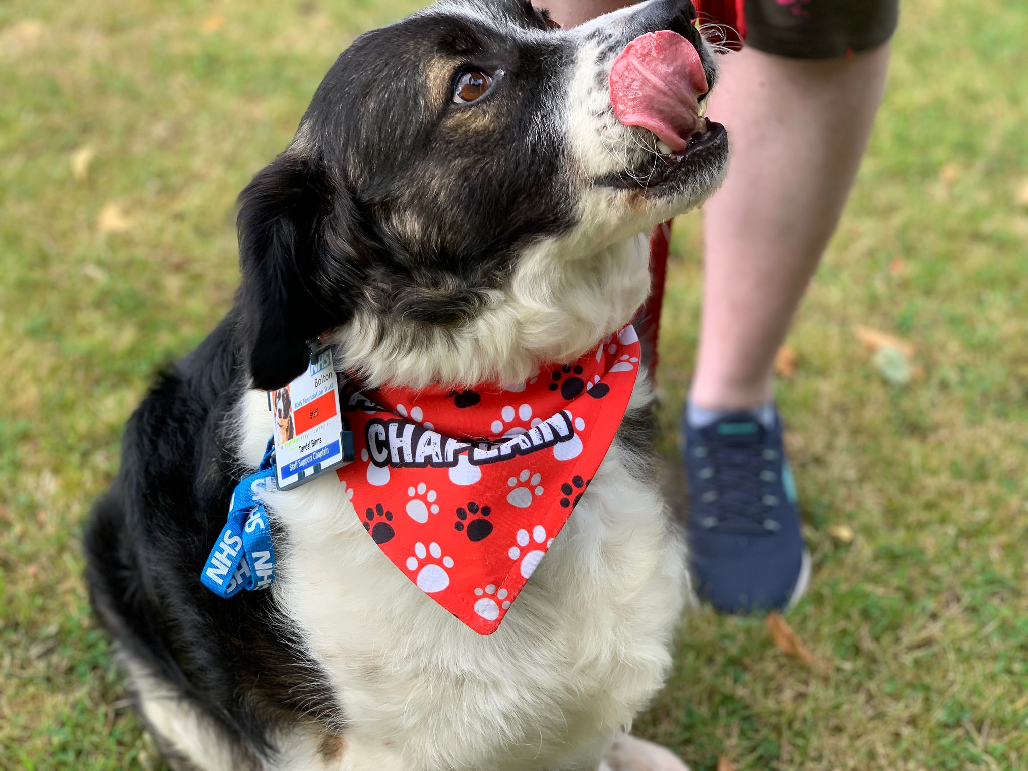 Tandal, new therapy dog at Royal Bolton Hospital