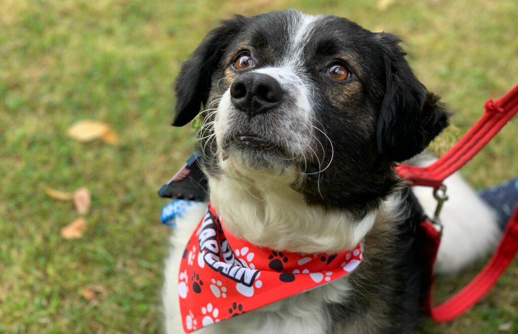 Staff support dog Tandal sat on grass